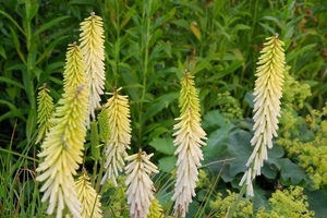 Kniphofia