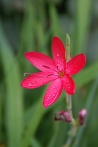 Schizostylis