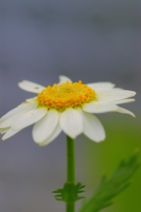 Moerasmargrietje