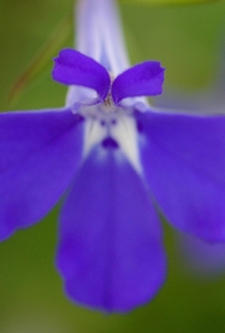 Lobelia