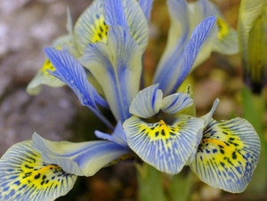 Iris \' Katharine Hodgkin\'