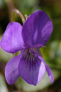 Viola odorata