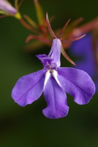 Lobelia