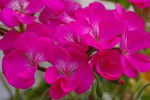 Pelargonium