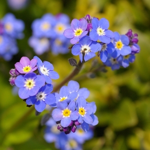 Myosotis