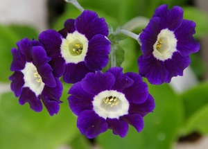 Primula auricula \'Blue Velvet\'