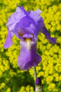 Iris germanica