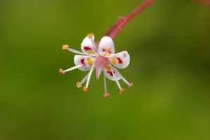 Saxifraga urbium (Schildersverdriet)