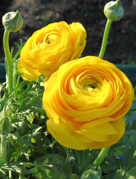 Ranunculus