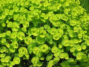 Euphorbia