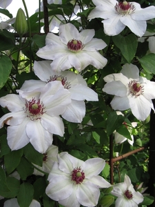 Clematis \'Miss Bateman\'