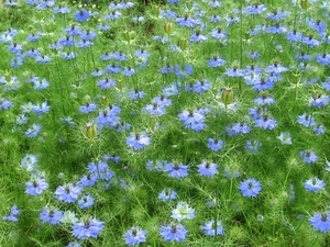 Nigella