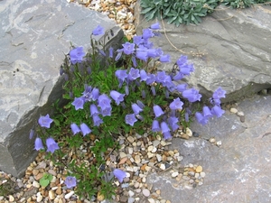 Campanula