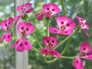 Pelargonium