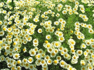 Anthemis tinctora \'Buxton\'