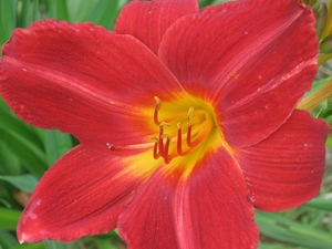 Hemerocallis \'Red Rum\'