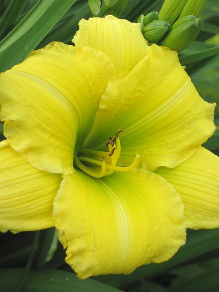 Hemerocallis