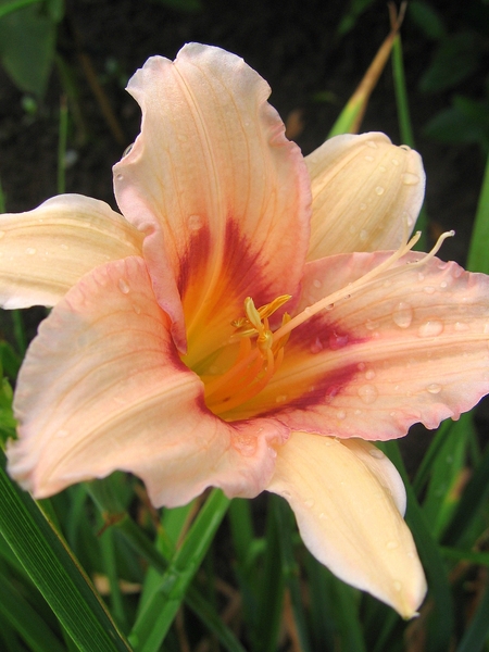Hemerocallis \'Pandora\'s Box\'