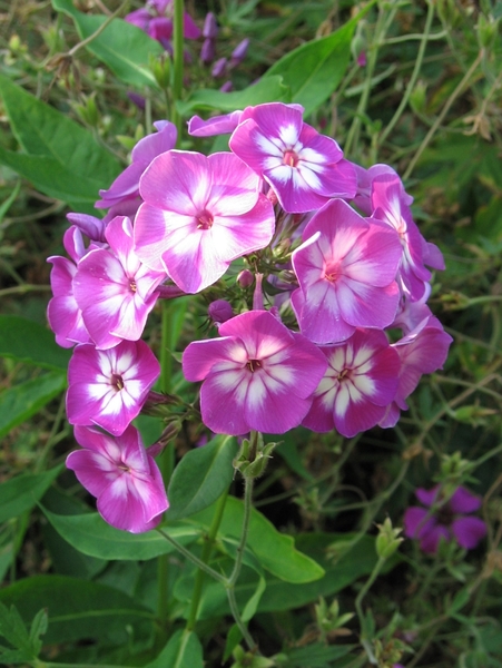 Phlox \'Blue Paradis\'e