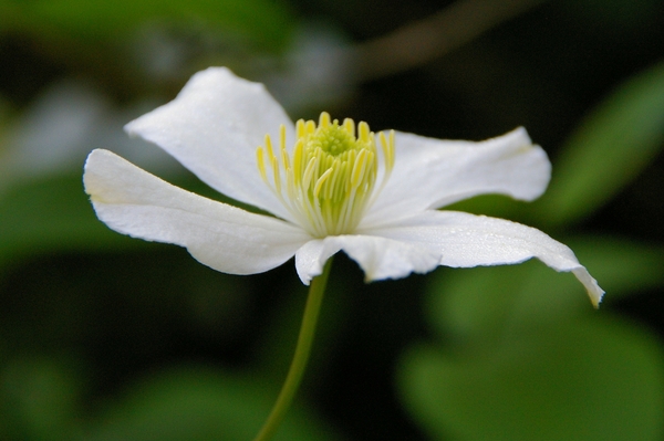 Clematis montana