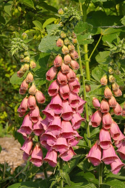 Digitalis Mertonensis