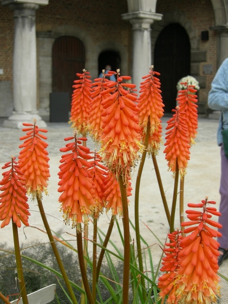 n fik en tante annie 075