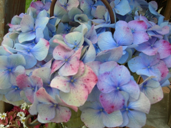 n fik en tante annie 094