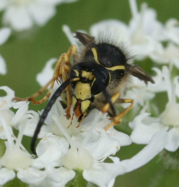 Dolichovespula sylvestris