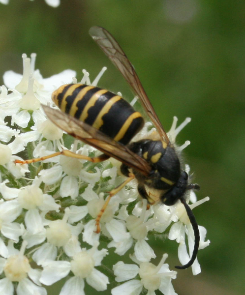 Dolichovespula saxonica cf