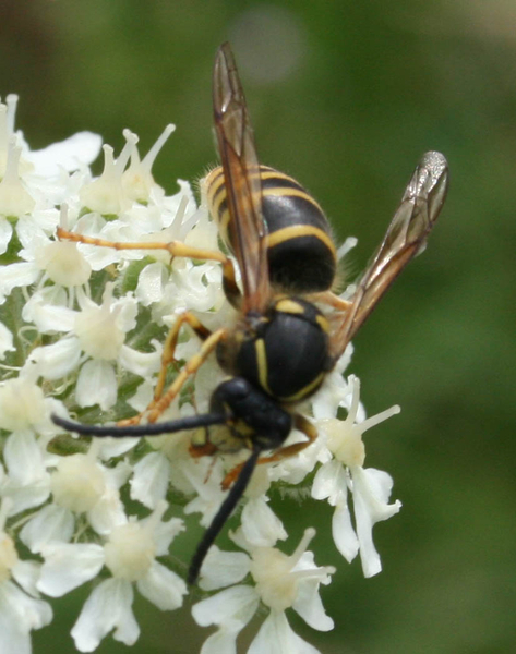 Dolichovespula saxonica cf