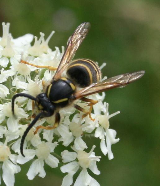 Dolichovespula saxonica cf