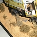 Parijs-Dakar 31