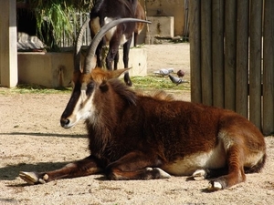Jardim Zoolgico