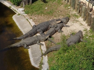 Jardim Zoolgico