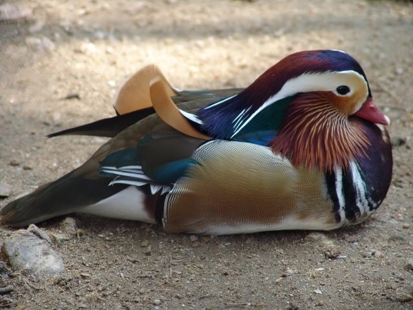 Jardim Zoolgico