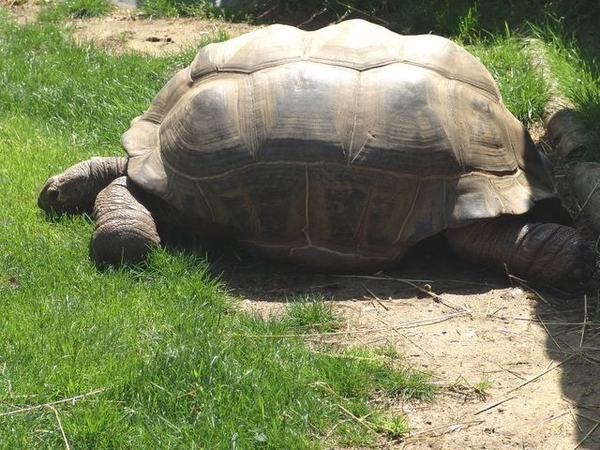 Jardim Zoolgico