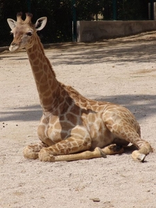 Jardim Zoolgico