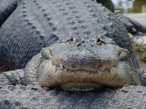 Jardim Zoolgico