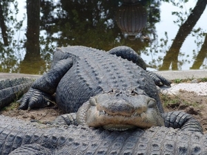 Jardim Zoolgico