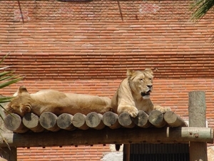 Jardim Zoolgico