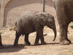 Jardim Zoolgico