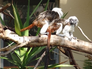 Jardim Zoolgico