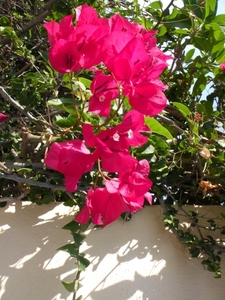 DSCN0526