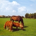 Scannen0008