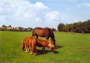 Scannen0008