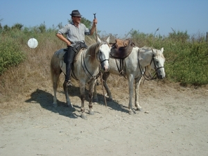 De mannen die de stieren bijeen drijven en de Camarque