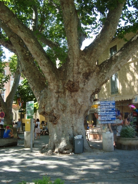 zeer oude boom
