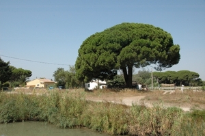 Parasolden in de Camarq