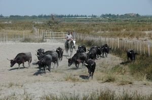stieren bijeendrijven