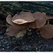 Paddenstoelen15-498501151514 oktober 200914 oktober 2009-Edit